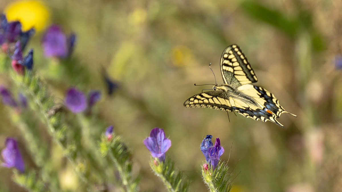 Machaon