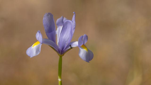 Iris d'Espagne