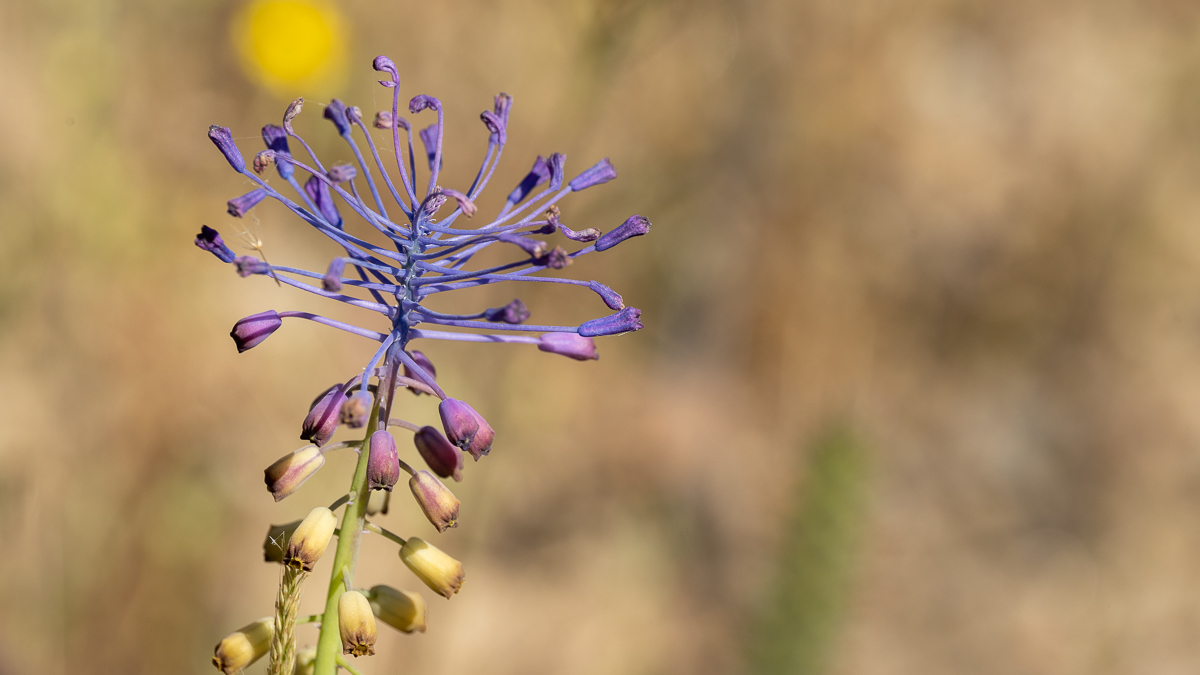 Muscari de Madrid