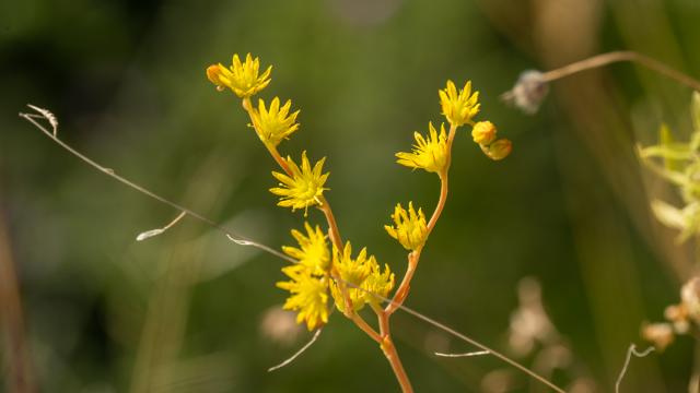 Orpin amplexicaule
