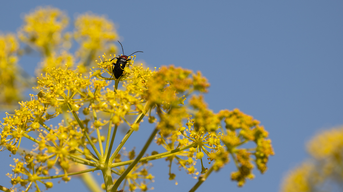 Heliotaurus ruficollis