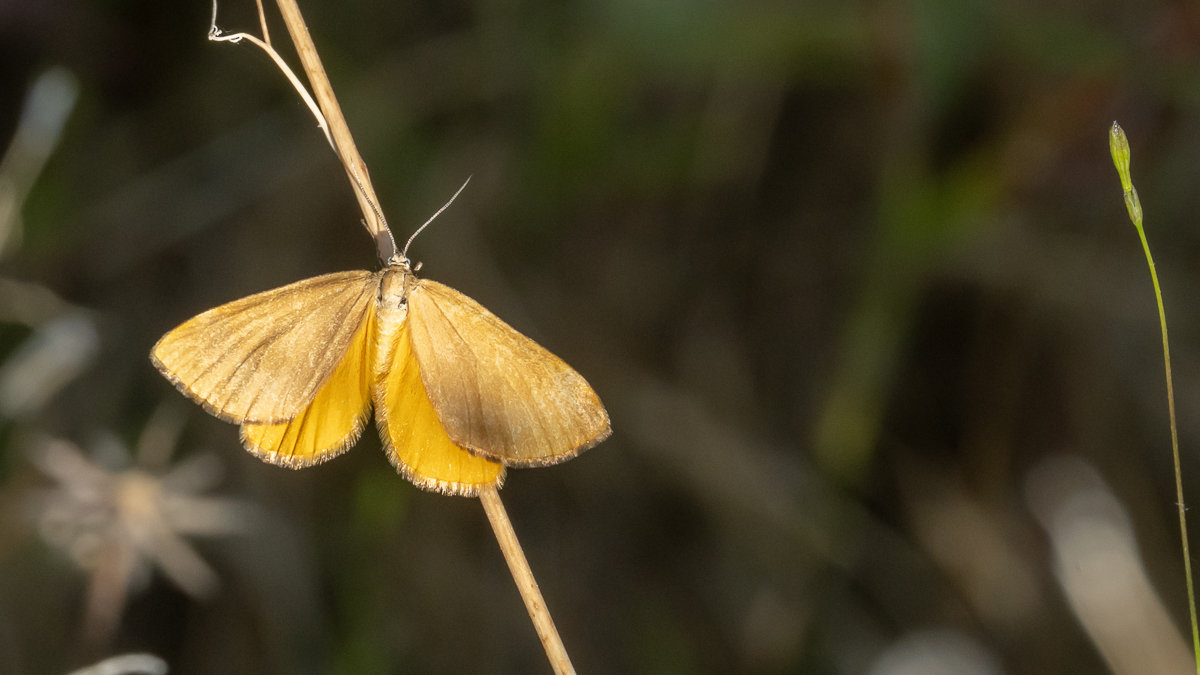 Amygdaloptera testaria