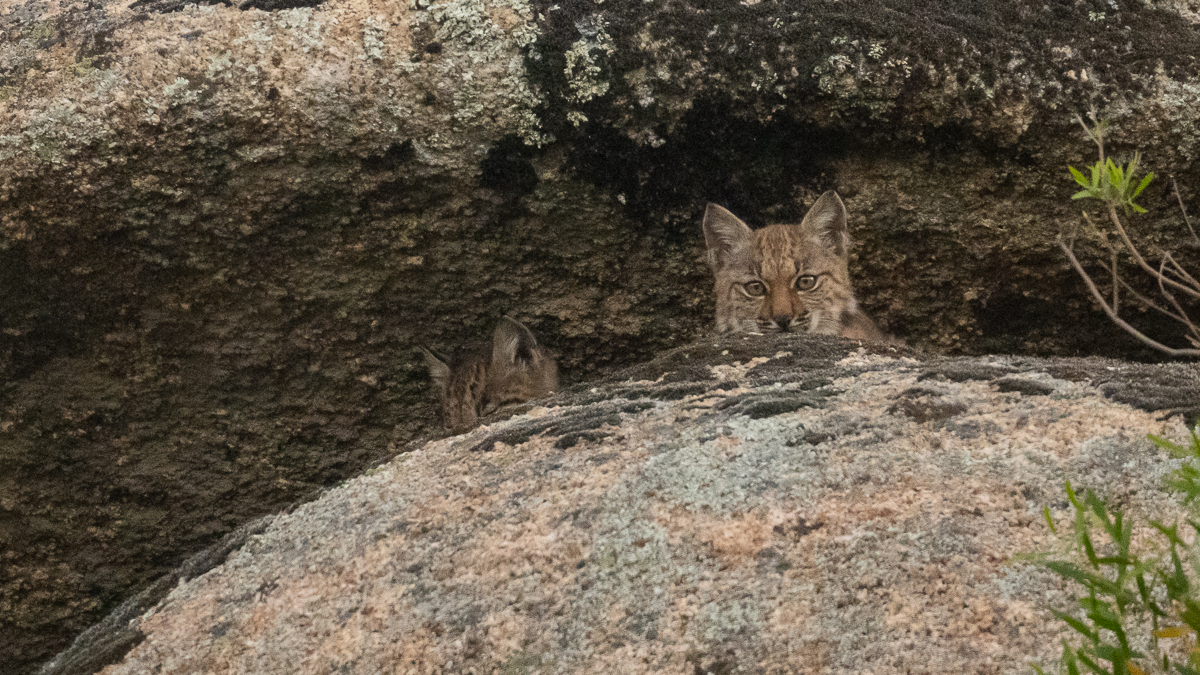 Lynx ibérique