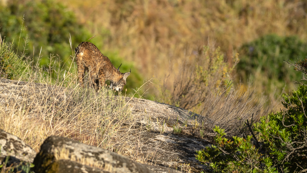 Lynx ibérique