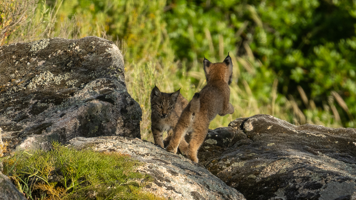 Lynx ibérique