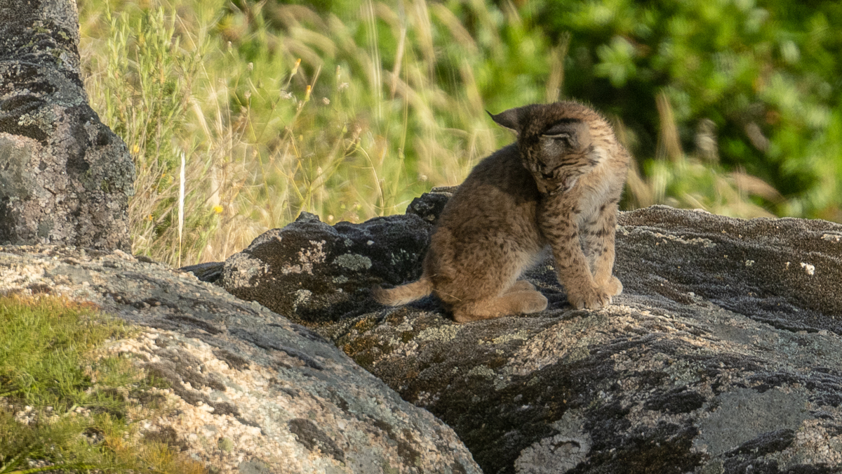 Lynx ibérique