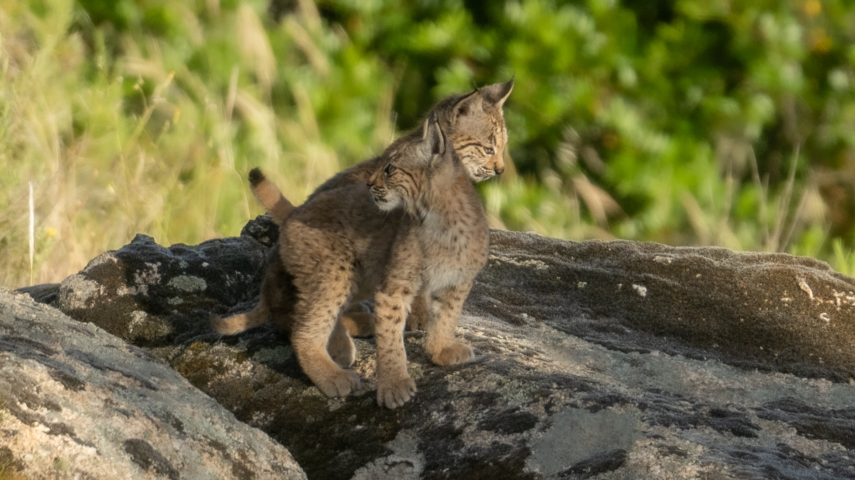Lynx ibérique