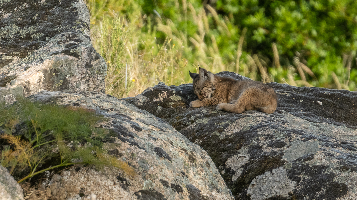 Lynx ibérique