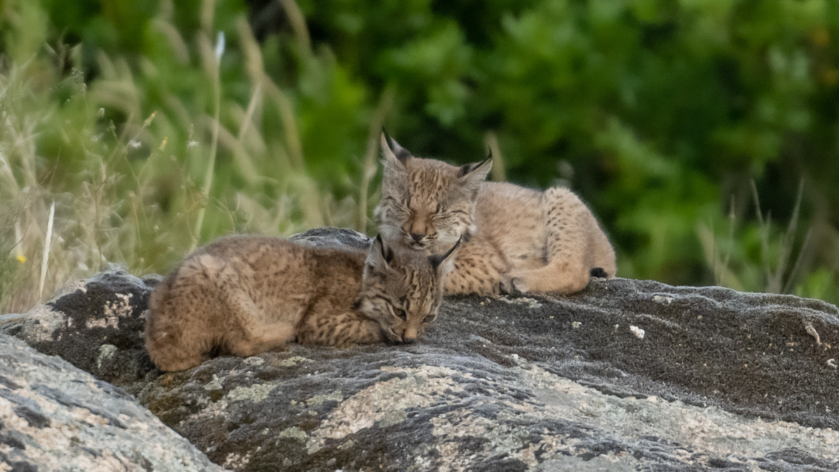 Lynx ibérique