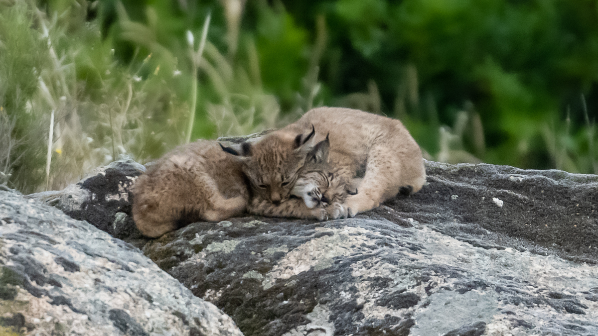 Lynx ibérique
