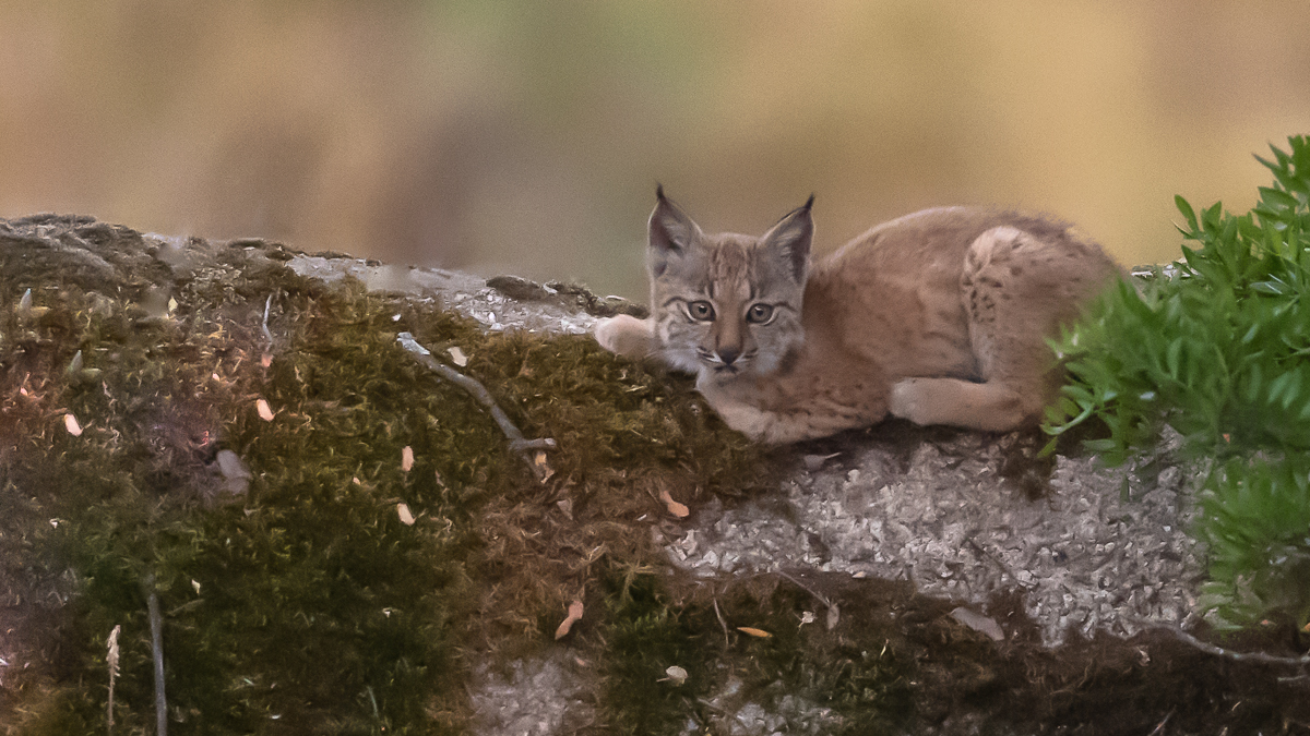 Lynx ibérique