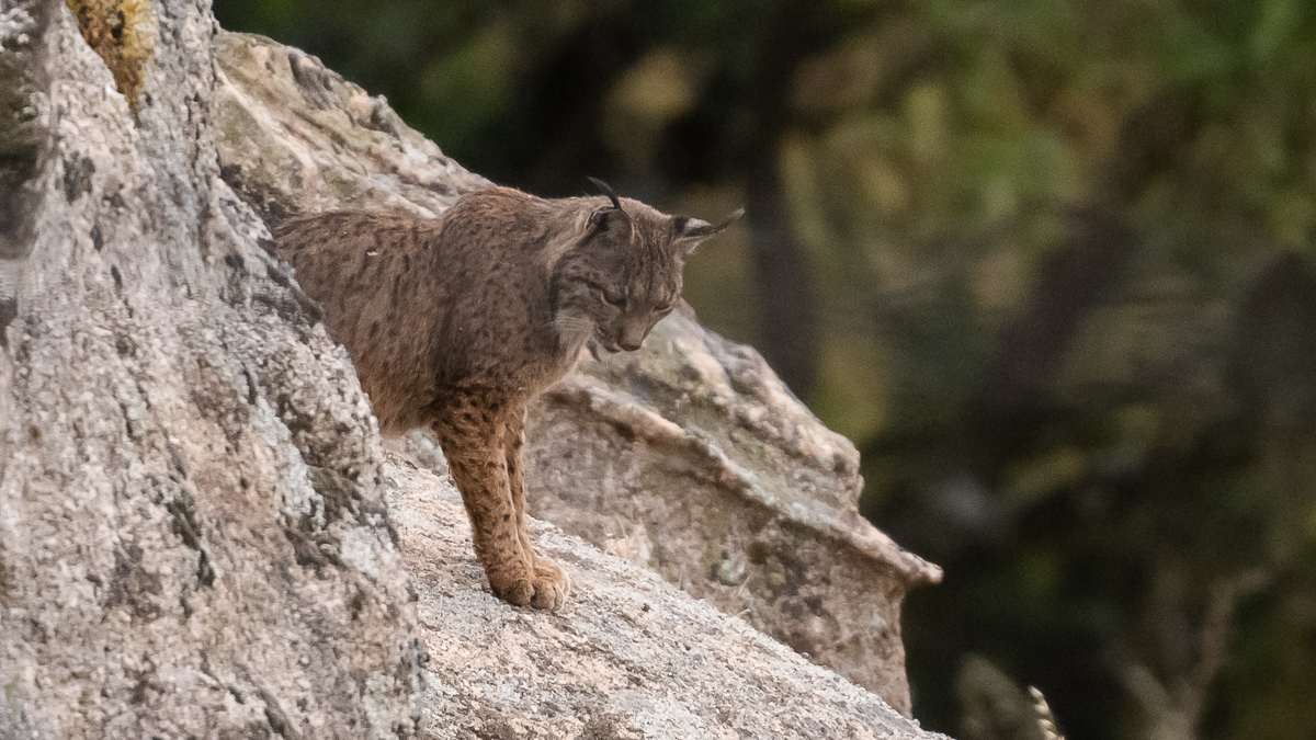Lynx ibérique