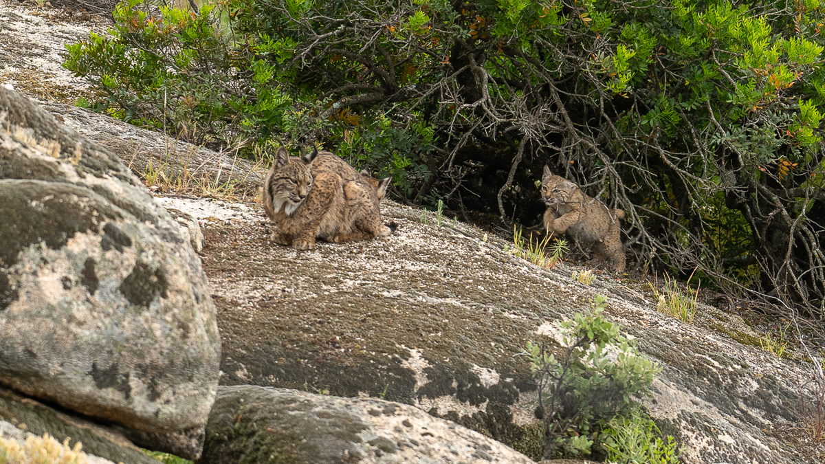 Lynx ibérique