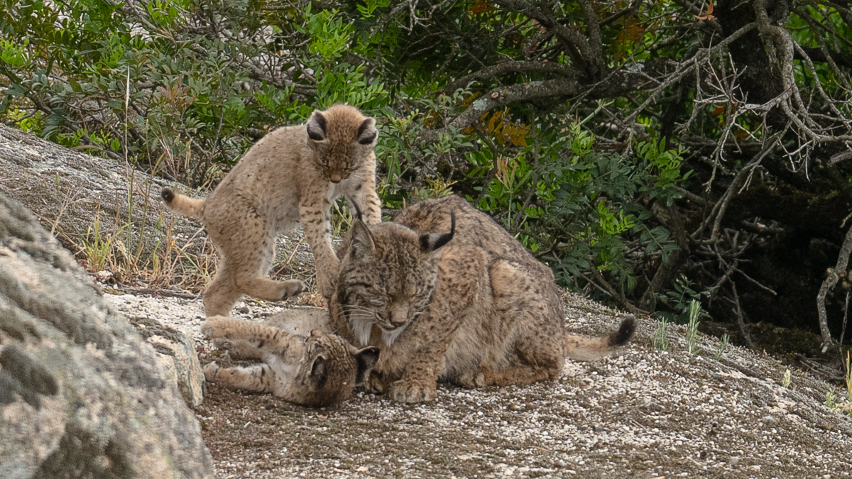 Lynx ibérique