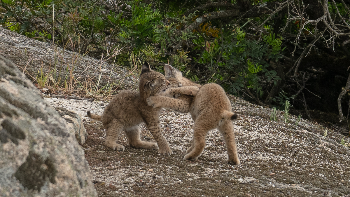 Lynx ibérique