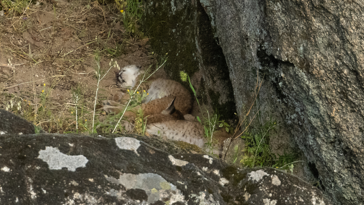 Lynx ibérique
