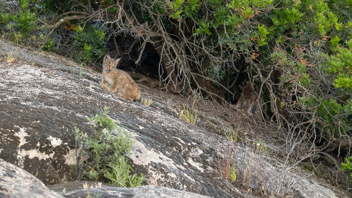 Lynx ibérique