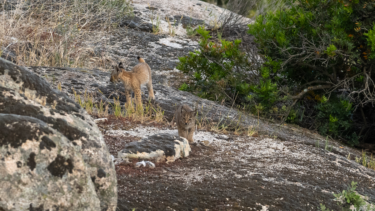 Lynx ibérique