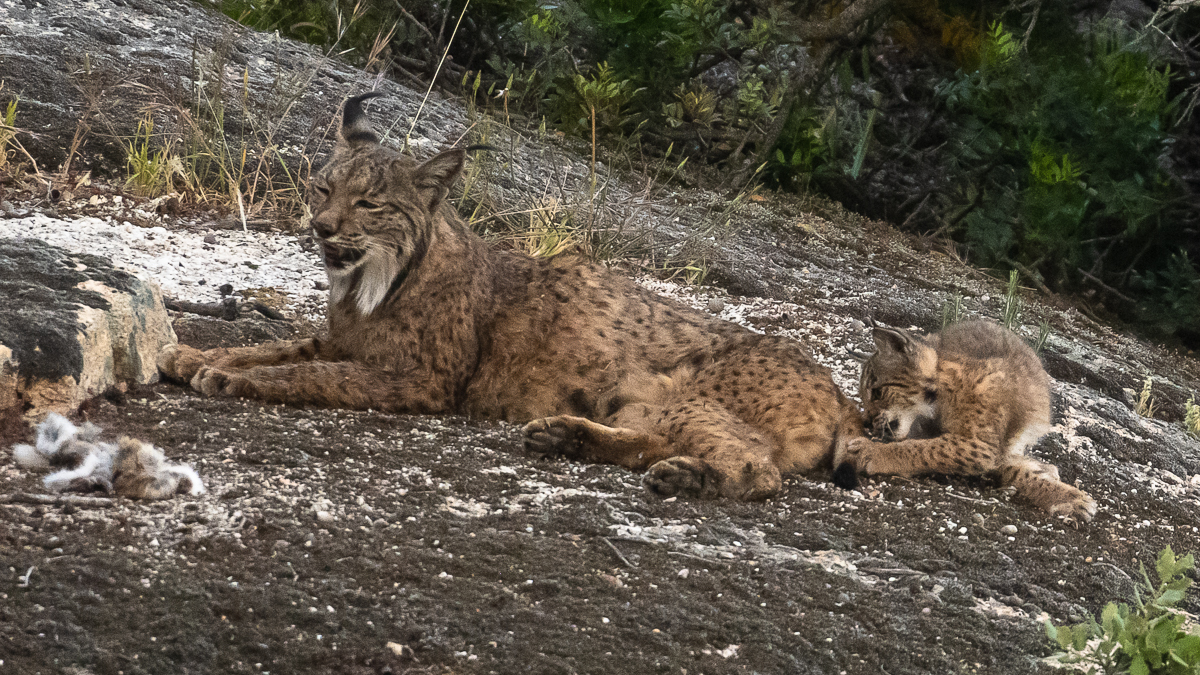 Lynx ibérique