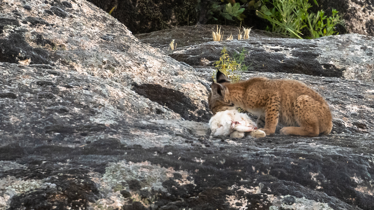 Lynx ibérique