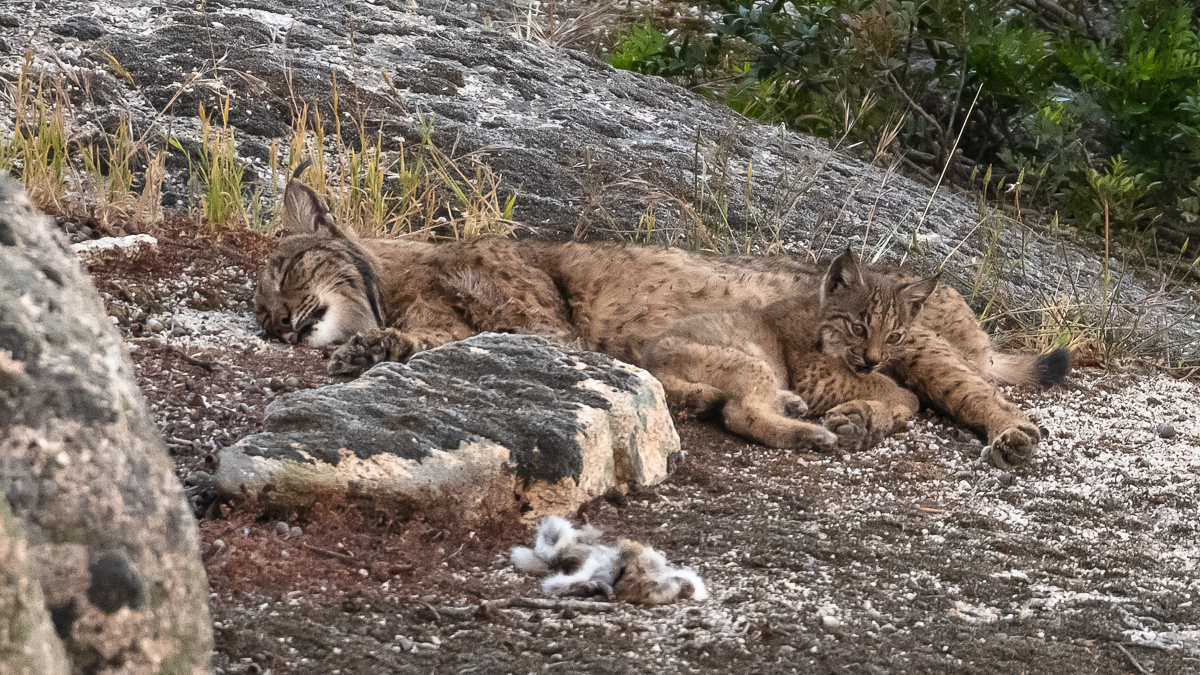 Lynx ibérique
