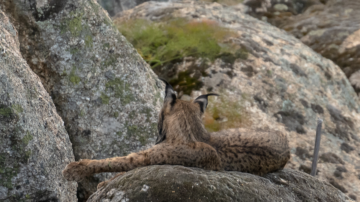 Lynx ibérique