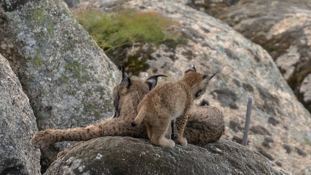Lynx ibérique