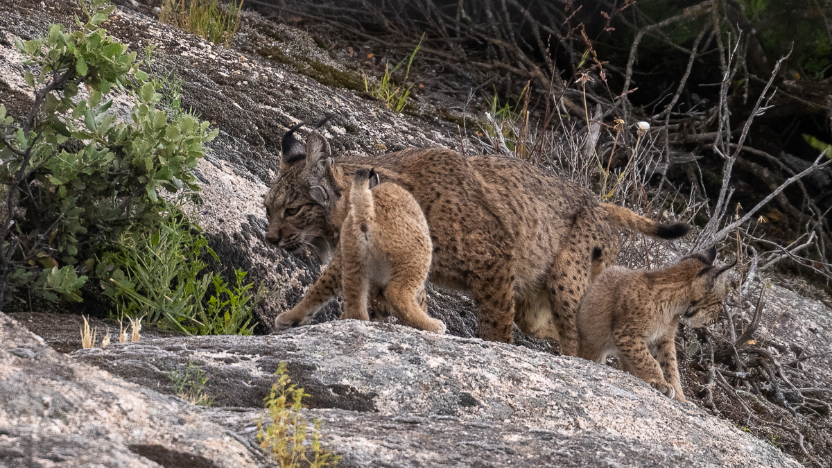 Lynx ibérique