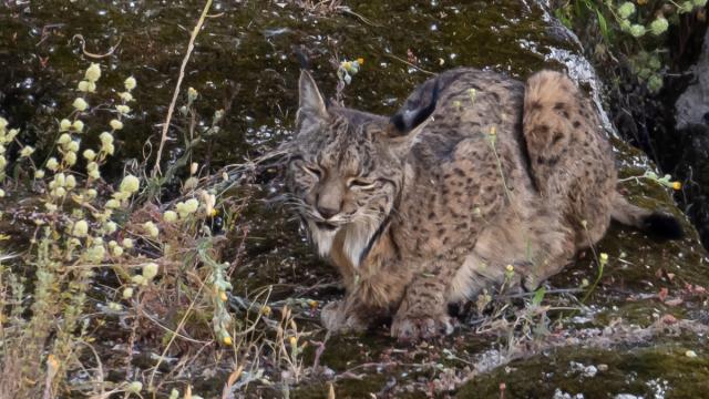 Lynx ibérique