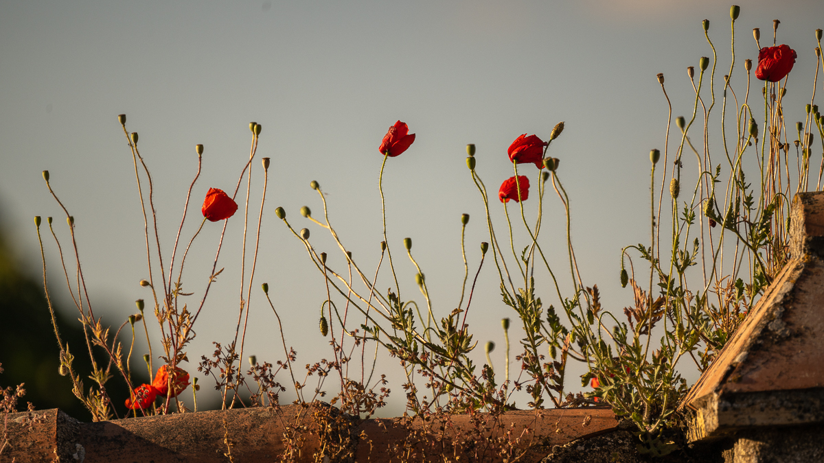 Coquelicot commun
