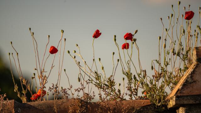Coquelicot commun