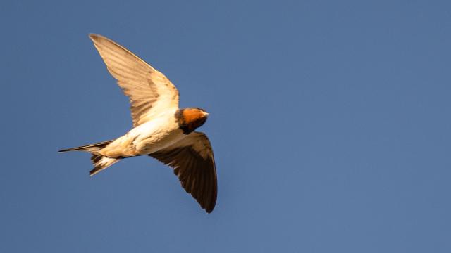 Hirondelle rustique