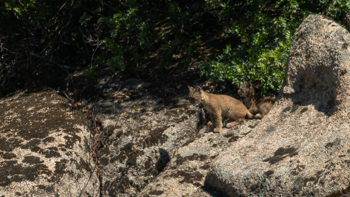 Lynx ibérique