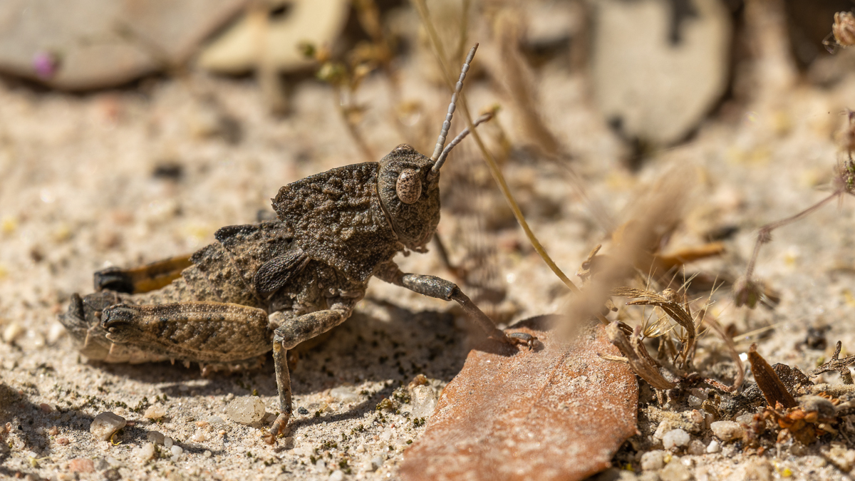 Acridoidea
