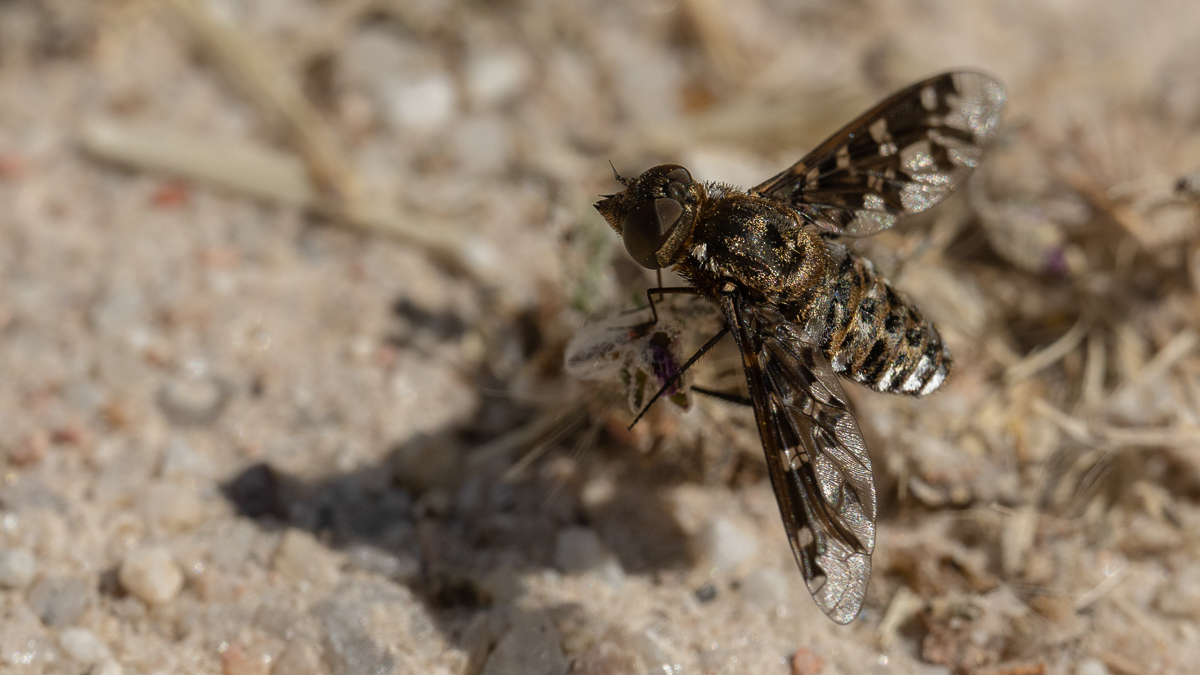 Exoprosopa jacchus