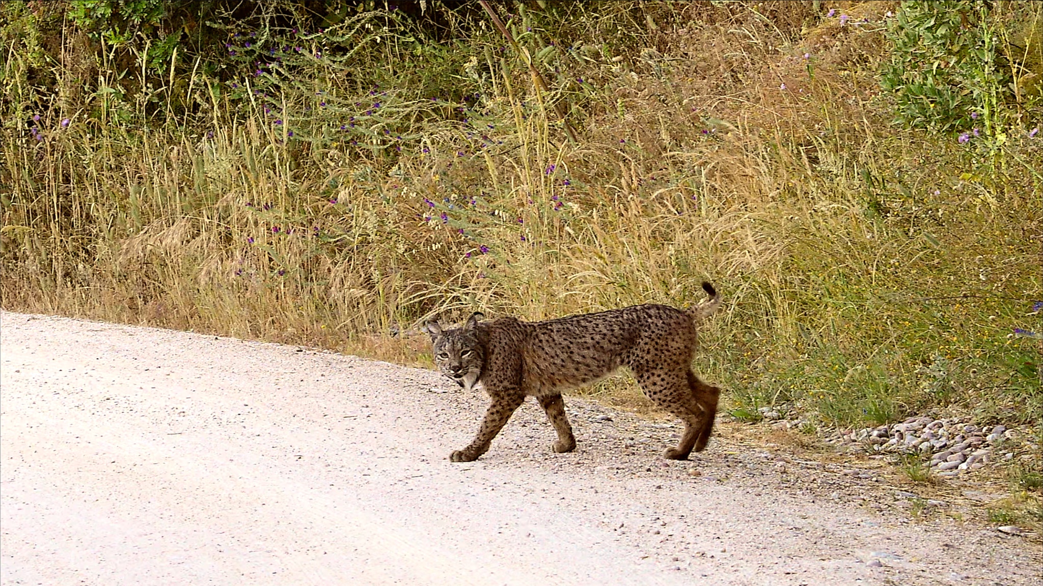 Lynx ibérique