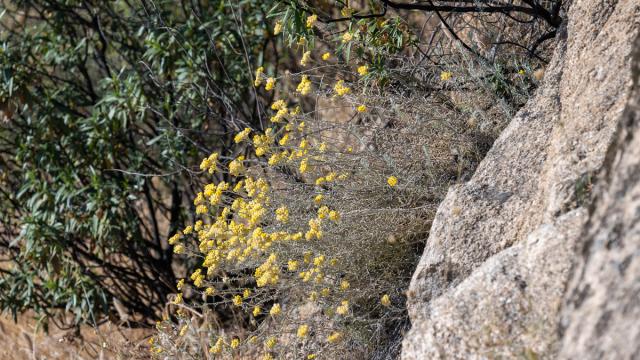 Immortelle commune