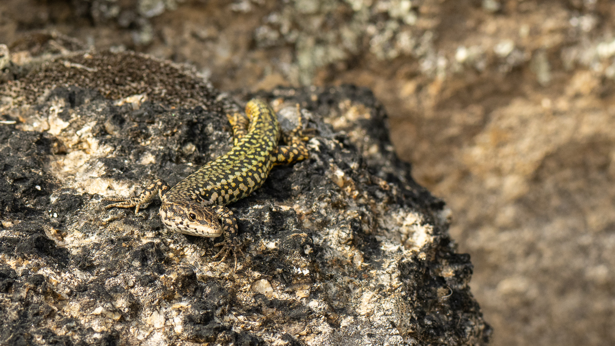 Lézard à dos verdâtre