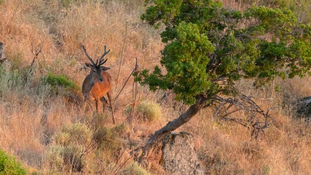 Cerf élaphe