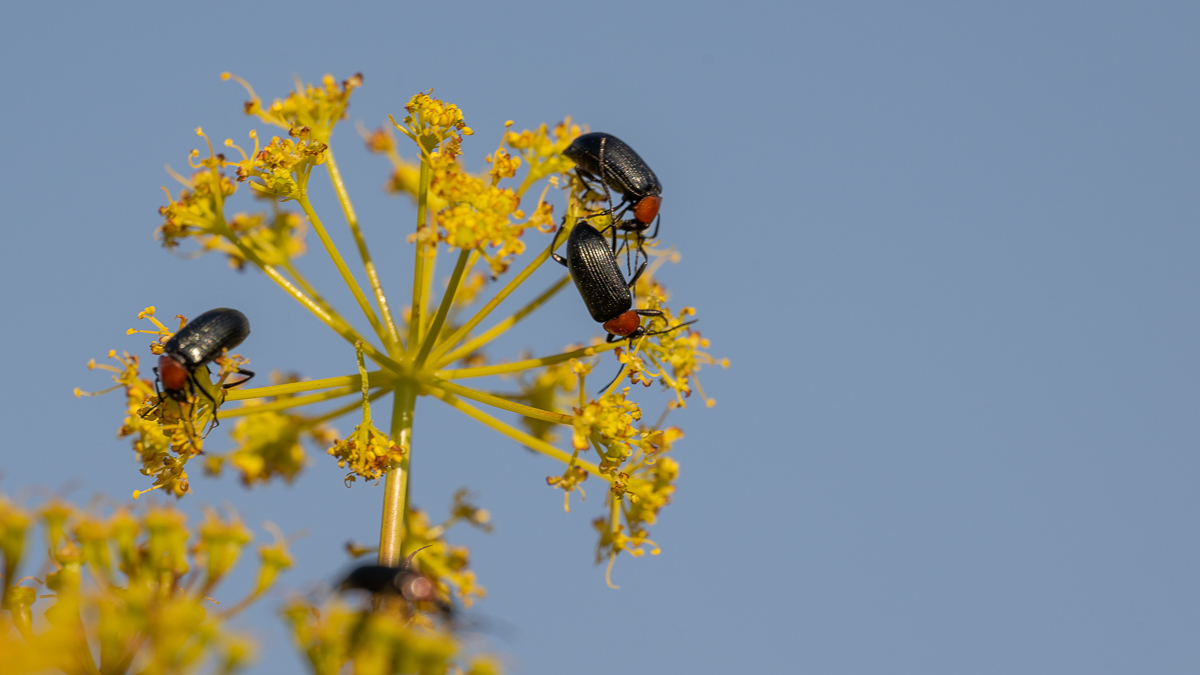 Heliotaurus ruficollis