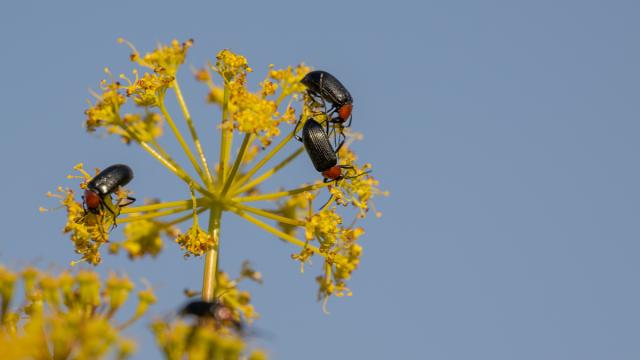 Heliotaurus ruficollis