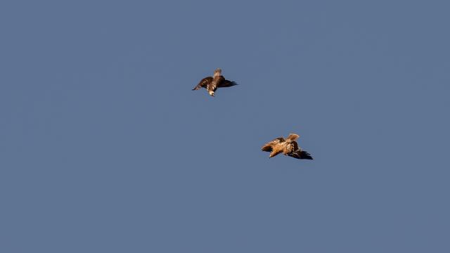 Aigle ibérique