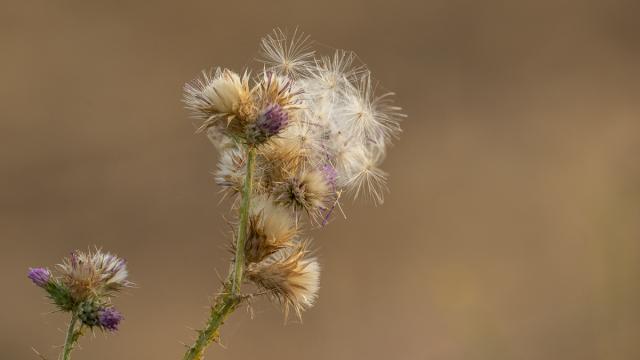 Chardon à petits capitules