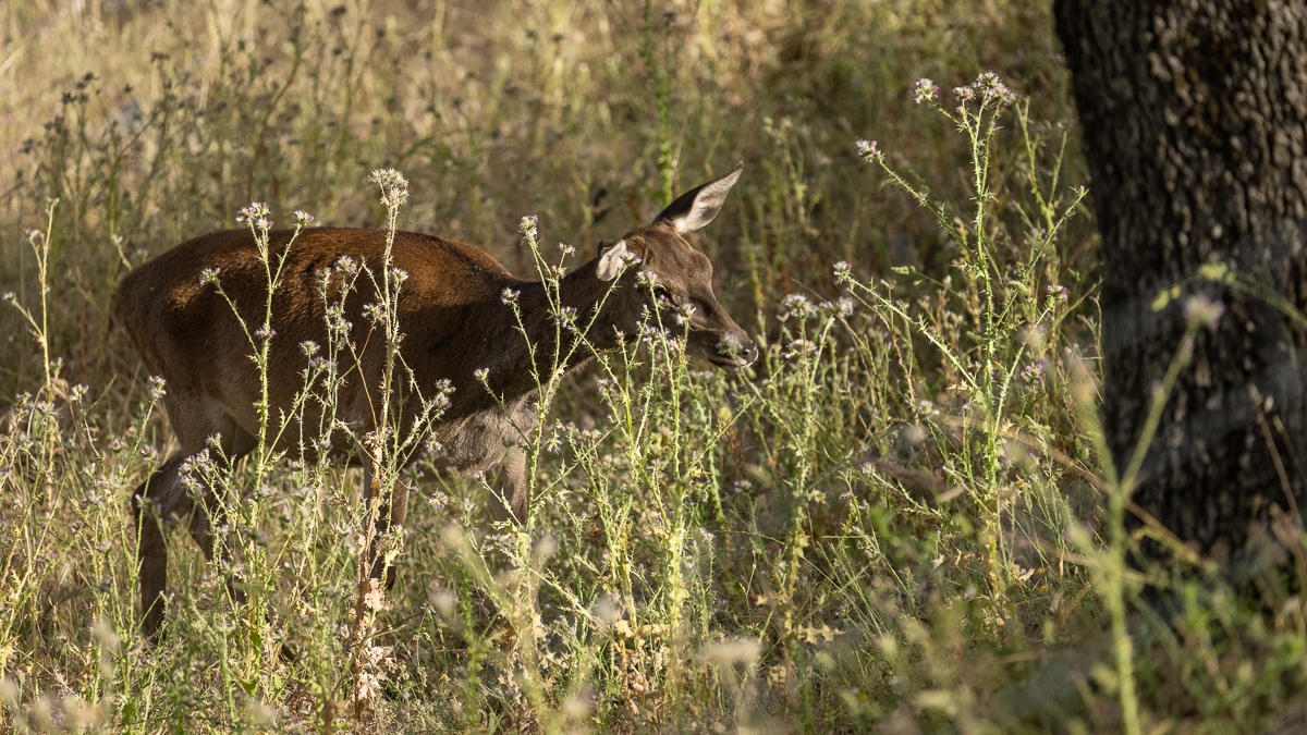 Cerf élaphe