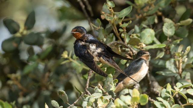 Hirondelle rustique