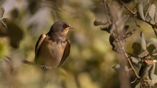 Hirondelle rustique