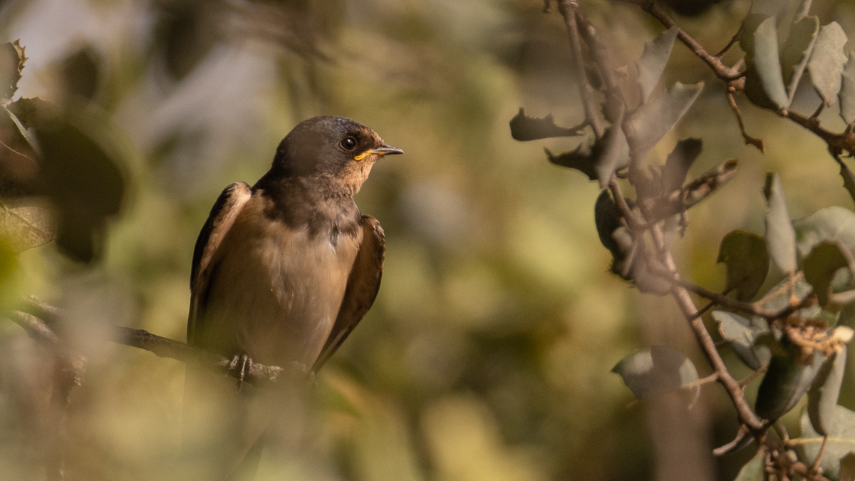 Hirondelle rustique