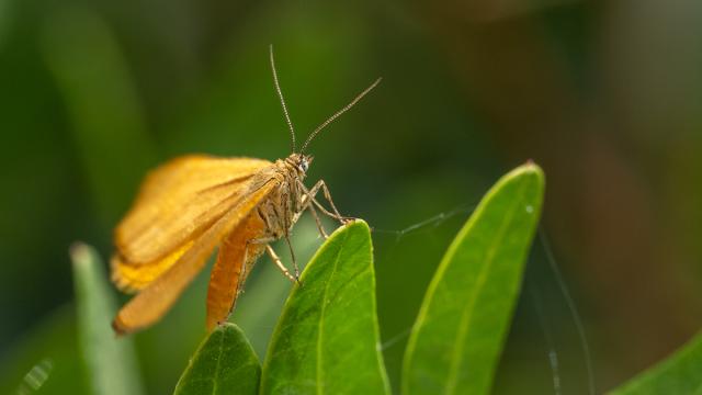 Amygdaloptera testaria