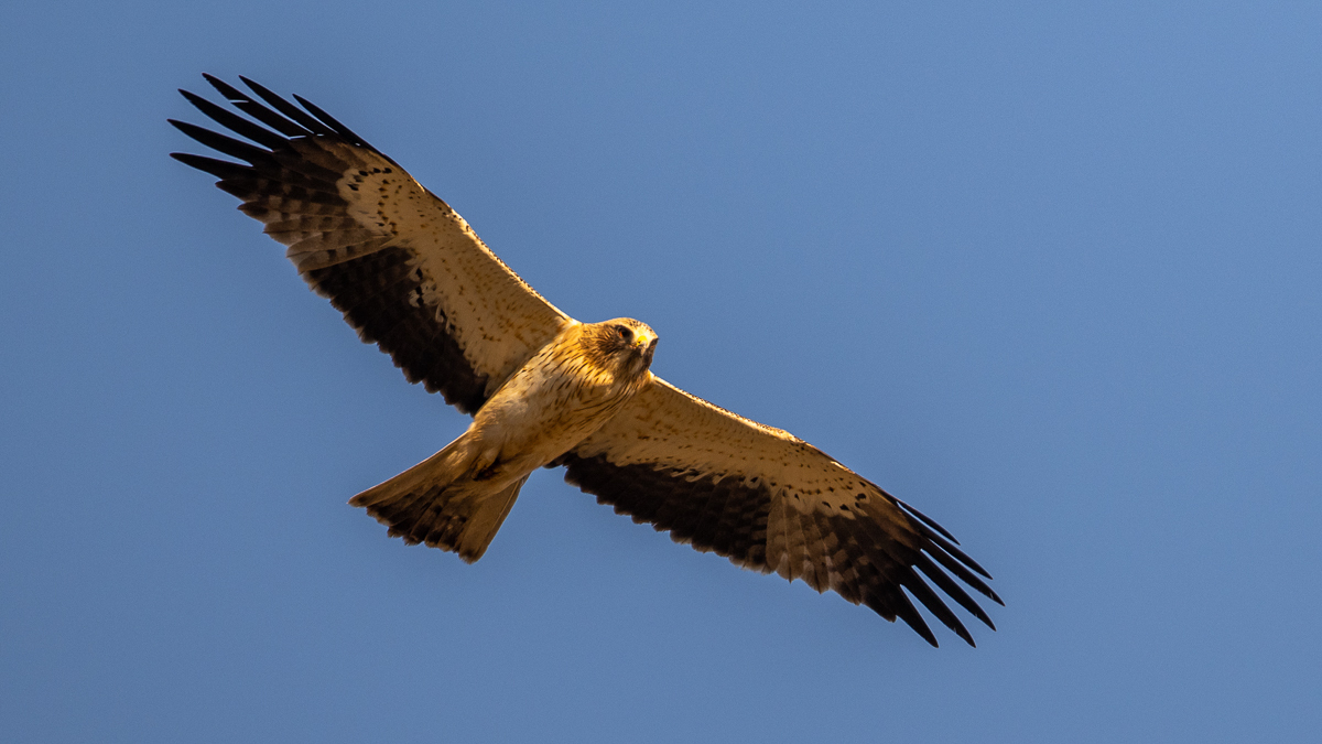 Aigle botté