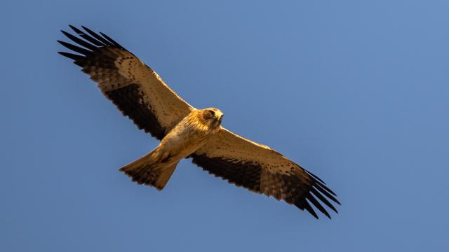 Aigle botté